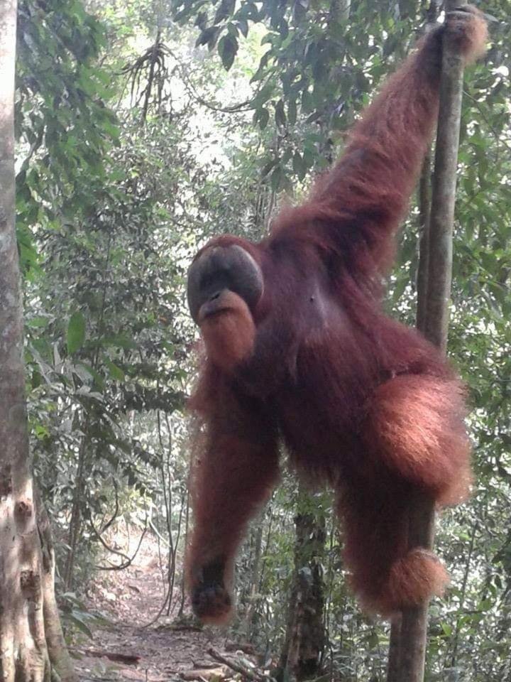 Orangutantreksumatra & Lovely Jungle Lodge Only Book If You Are Treking With Us Bukit Lawang Quarto foto